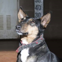 MALTA, Hund, Mischlingshund in Spanien - Bild 1