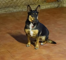 MALTA, Hund, Mischlingshund in Spanien - Bild 4