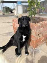 FRIDA, Hund, Mischlingshund in Spanien - Bild 13