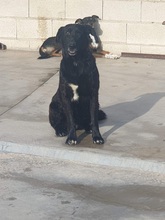 FRIDA, Hund, Mischlingshund in Spanien - Bild 3