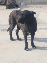 FRIDA, Hund, Mischlingshund in Spanien - Bild 7