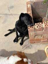 FRIDA, Hund, Mischlingshund in Spanien - Bild 9
