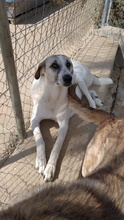SUA, Hund, Mastin Espanol-Galgo-Mix in Spanien - Bild 13