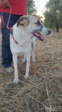 SUA, Hund, Mastin Espanol-Galgo-Mix in Spanien - Bild 24