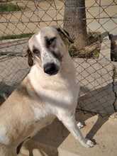 SUA, Hund, Mastin Espanol-Galgo-Mix in Spanien - Bild 3