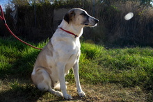SUA, Hund, Mastin Espanol-Galgo-Mix in Spanien - Bild 30