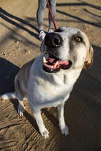 SUA, Hund, Mastin Espanol-Galgo-Mix in Spanien - Bild 33