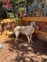 SUA, Hund, Mastin Espanol-Galgo-Mix in Spanien - Bild 36
