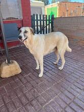 SUA, Hund, Mastin Espanol-Galgo-Mix in Spanien - Bild 39