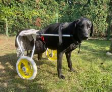 ALIJA, Hund, Mischlingshund in Kroatien - Bild 4