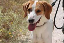 LILLI, Hund, Mischlingshund in Spanien - Bild 1