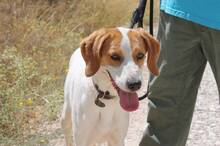 LILLI, Hund, Mischlingshund in Spanien - Bild 2