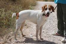 LILLI, Hund, Mischlingshund in Spanien - Bild 3