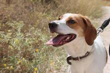 LILLI, Hund, Mischlingshund in Spanien - Bild 4