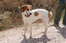 LILLI, Hund, Mischlingshund in Spanien - Bild 5