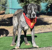 LEELA, Hund, Herdenschutzhund-Mix in Spanien - Bild 5
