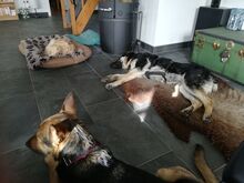 CURRO, Hund, Deutscher Schäferhund-Mix in Kelbra - Bild 24
