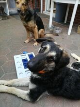 CURRO, Hund, Deutscher Schäferhund-Mix in Kelbra - Bild 25