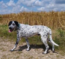 BRONCO, Hund, Mischlingshund in Köln - Bild 2