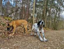 BRONCO, Hund, Mischlingshund in Köln - Bild 3