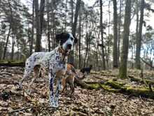 BRONCO, Hund, Mischlingshund in Köln - Bild 6