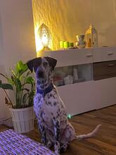 BRONCO, Hund, Mischlingshund in Köln - Bild 7