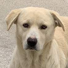 FRUCHTTIGER, Hund, Mischlingshund in Griechenland - Bild 1