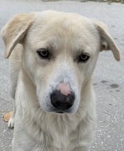 FRUCHTTIGER, Hund, Mischlingshund in Griechenland - Bild 6