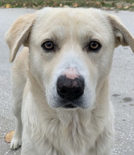 FRUCHTTIGER, Hund, Mischlingshund in Griechenland - Bild 7