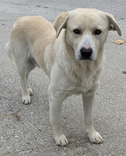 FRUCHTTIGER, Hund, Mischlingshund in Griechenland - Bild 8