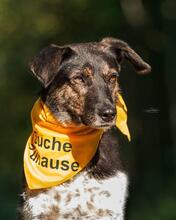 TOMMY, Hund, Mischlingshund in Freiburg - Bild 1
