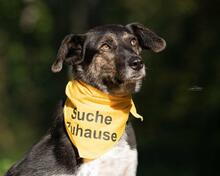 TOMMY, Hund, Mischlingshund in Freiburg - Bild 4