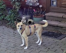 TANO, Hund, Mischlingshund in Vreden - Bild 10