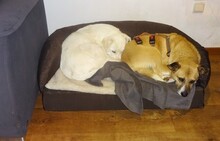 TANO, Hund, Mischlingshund in Vreden - Bild 7