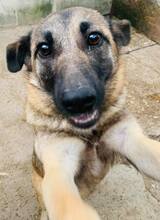 HOLLY, Hund, Mischlingshund in Rumänien - Bild 2