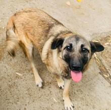 HOLLY, Hund, Mischlingshund in Rumänien - Bild 3