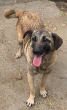 HOLLY, Hund, Mischlingshund in Rumänien - Bild 7