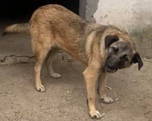 HOLLY, Hund, Mischlingshund in Rumänien - Bild 8