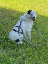 CLEO, Hund, Mischlingshund in Mönchengladbach - Bild 9