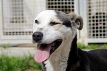 RIMA, Hund, Mischlingshund in Italien - Bild 1