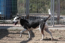 RIMA, Hund, Mischlingshund in Italien - Bild 10