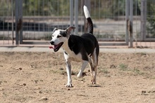 RIMA, Hund, Mischlingshund in Italien - Bild 11