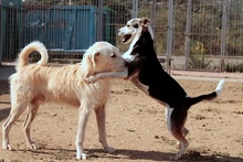 RIMA, Hund, Mischlingshund in Italien - Bild 12