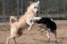 RIMA, Hund, Mischlingshund in Italien - Bild 14
