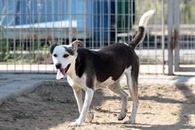 RIMA, Hund, Mischlingshund in Italien - Bild 15