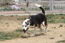 RIMA, Hund, Mischlingshund in Italien - Bild 19