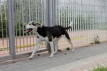 RIMA, Hund, Mischlingshund in Italien - Bild 2