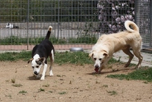 RIMA, Hund, Mischlingshund in Italien - Bild 20
