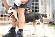 RIMA, Hund, Mischlingshund in Italien - Bild 21