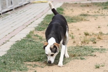 RIMA, Hund, Mischlingshund in Italien - Bild 22